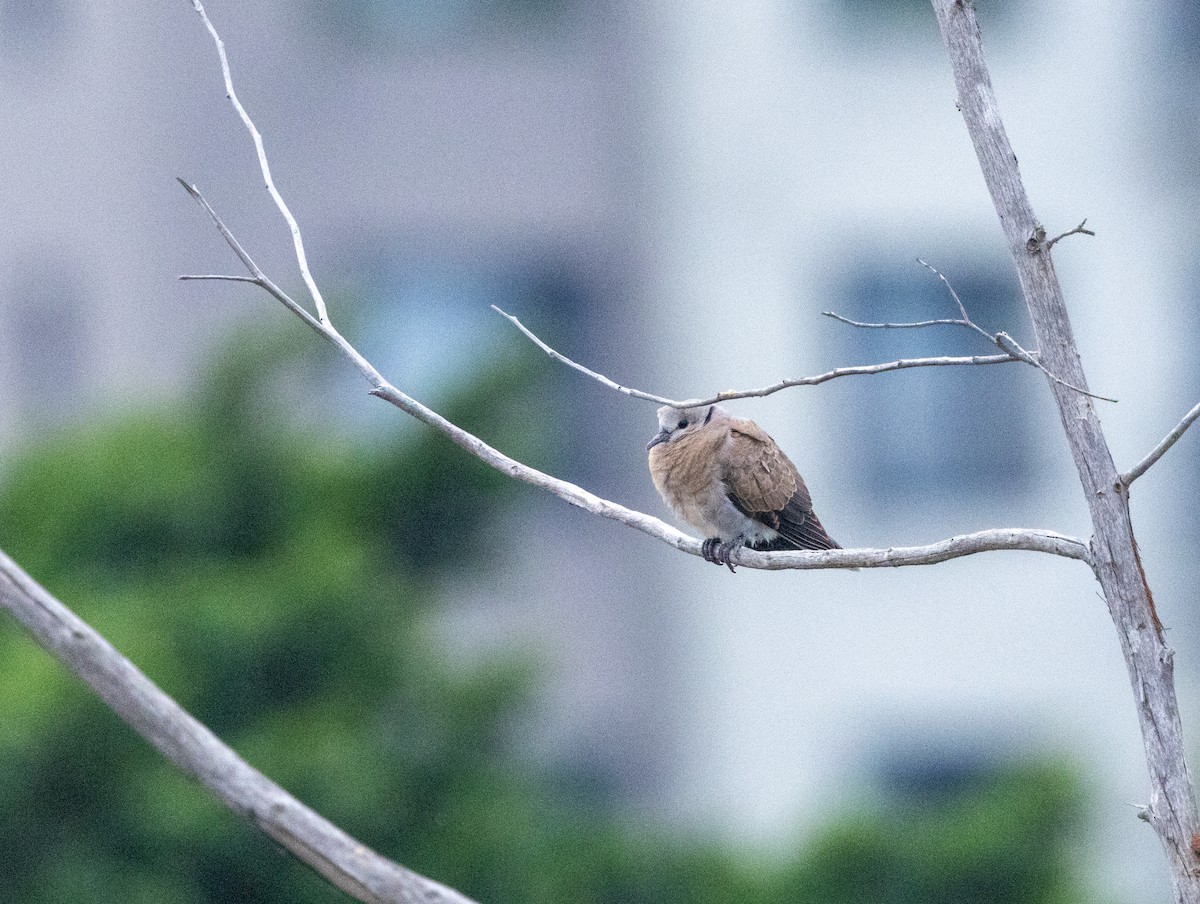Red Collared-Dove - ML647883075