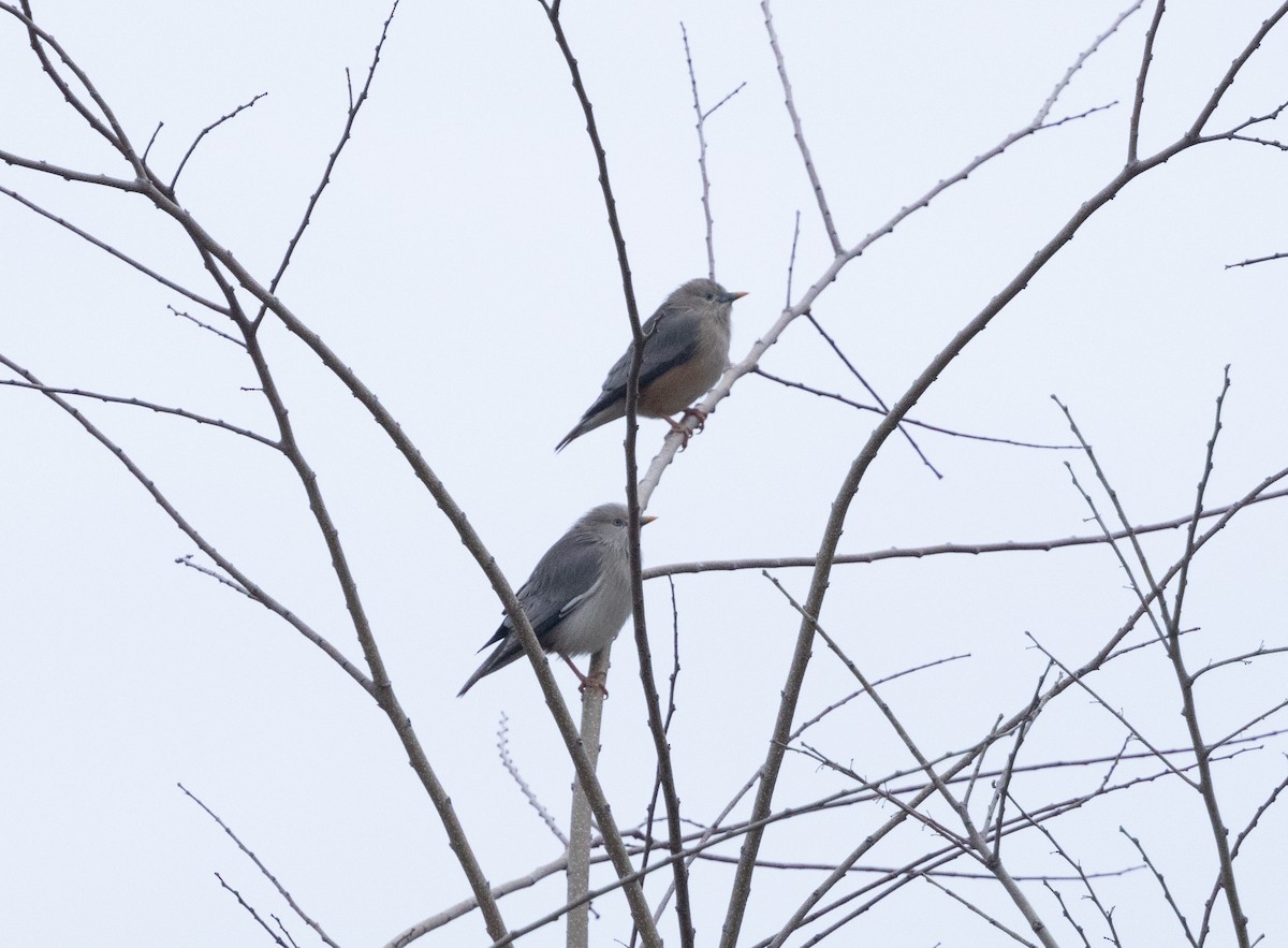 Chestnut-tailed Starling - ML647883076