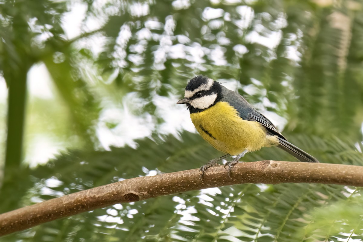 テネリフェアオガラ - ML647883080