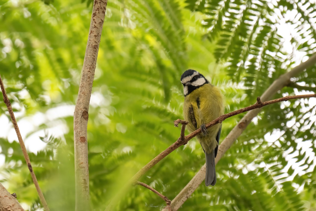 テネリフェアオガラ - ML647883081