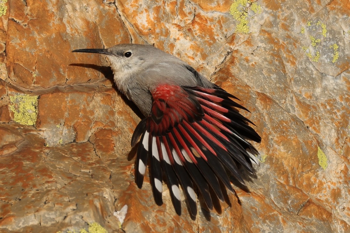 Wallcreeper - ML647883084