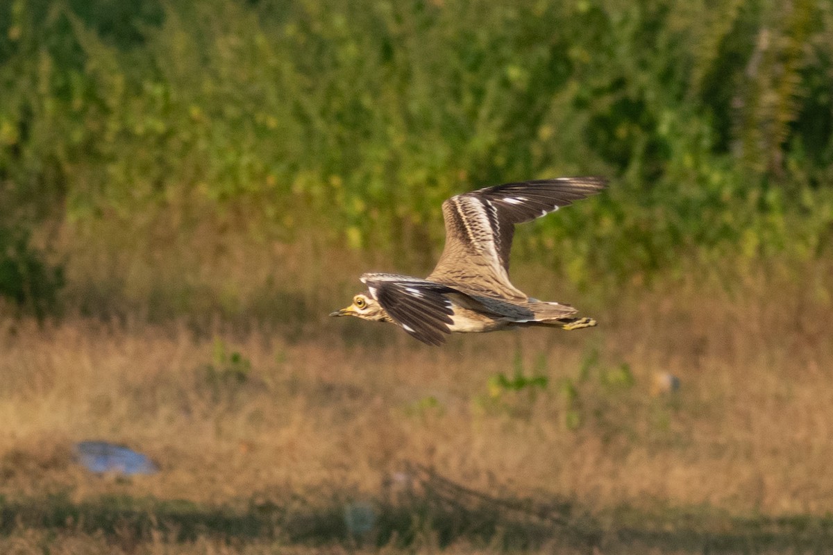 Indian Thick-knee - ML647883085