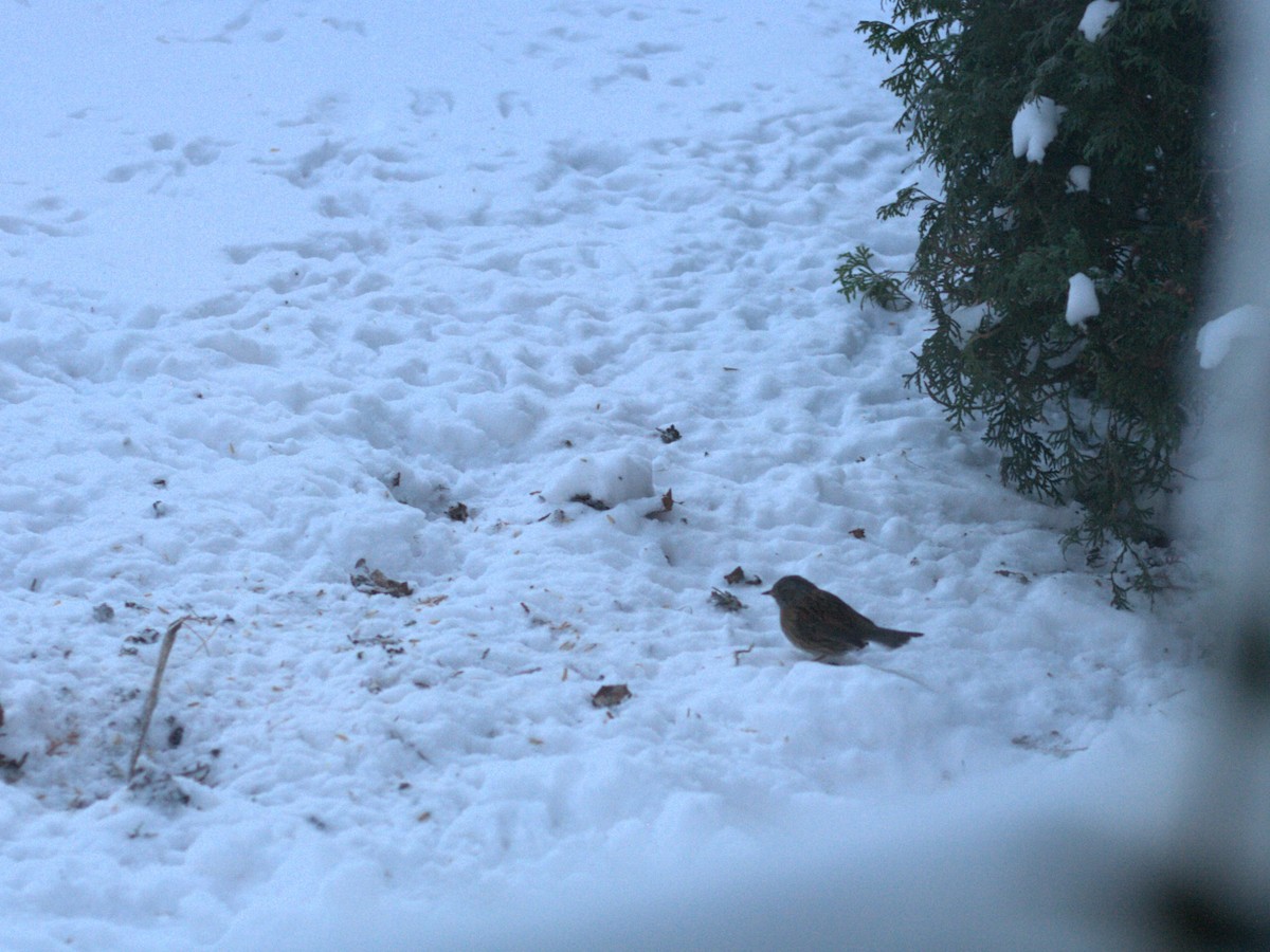 Dunnock - ML647883088