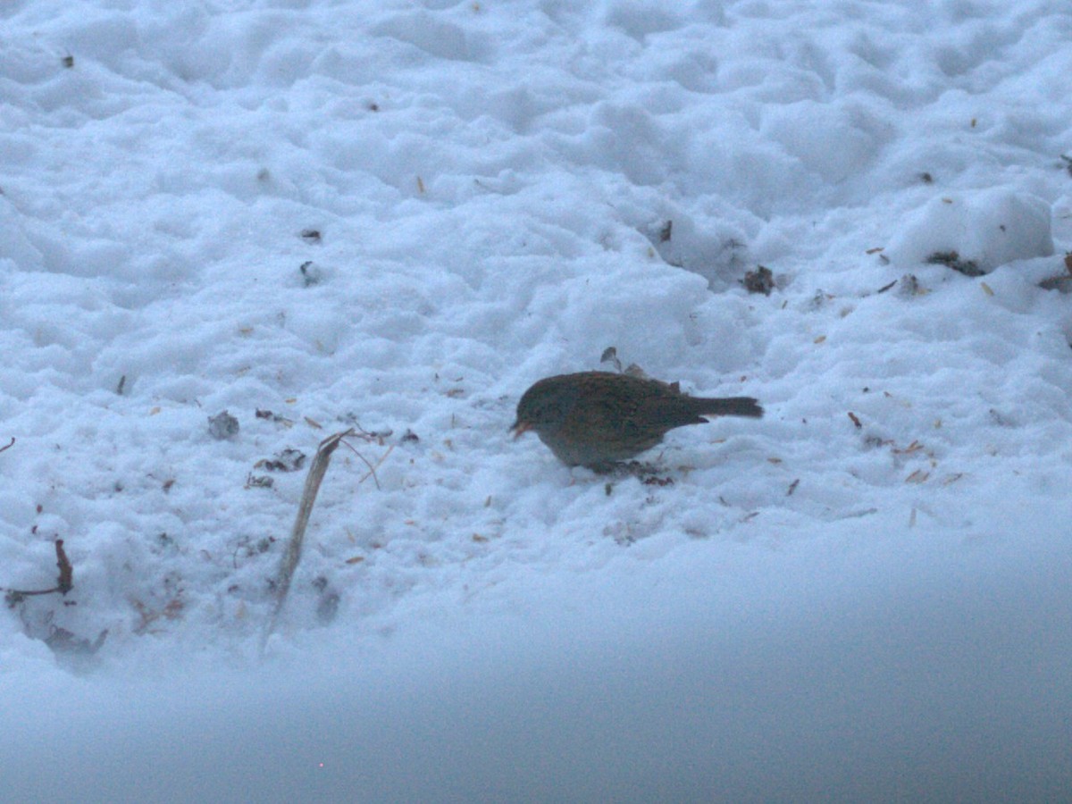 Dunnock - ML647883090