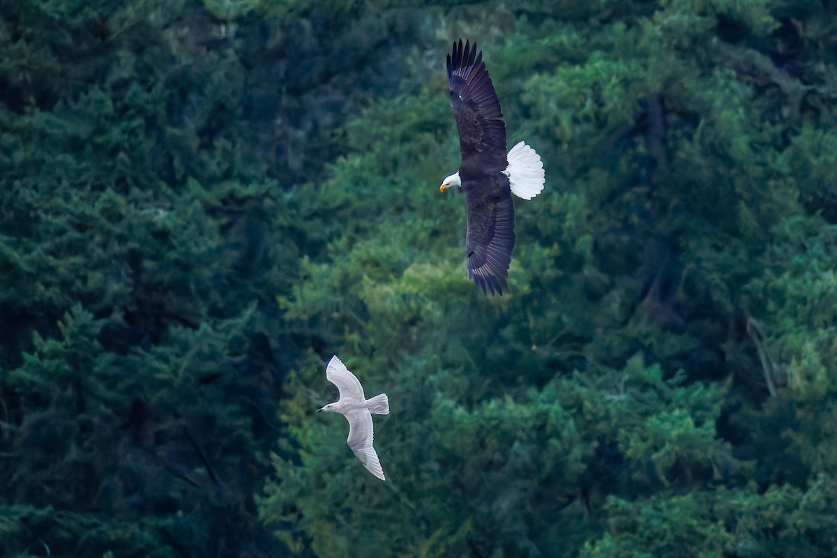 Bald Eagle - ML647883092