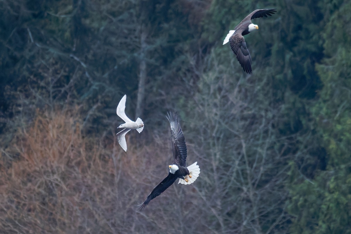 Bald Eagle - ML647883096