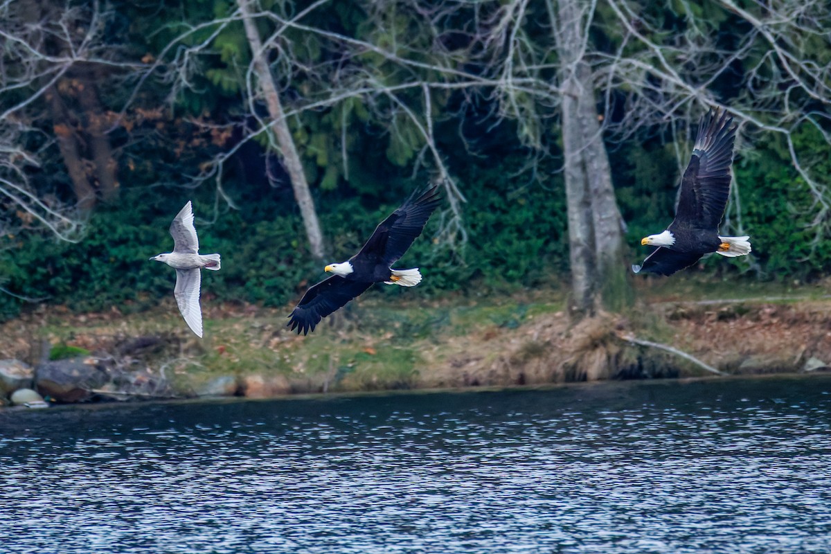Bald Eagle - ML647883098