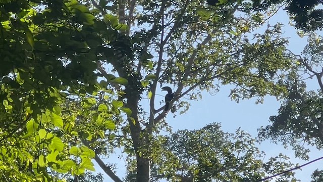 Trumpeter Hornbill - ML647883108