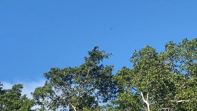 Trumpeter Hornbill - ML647883109