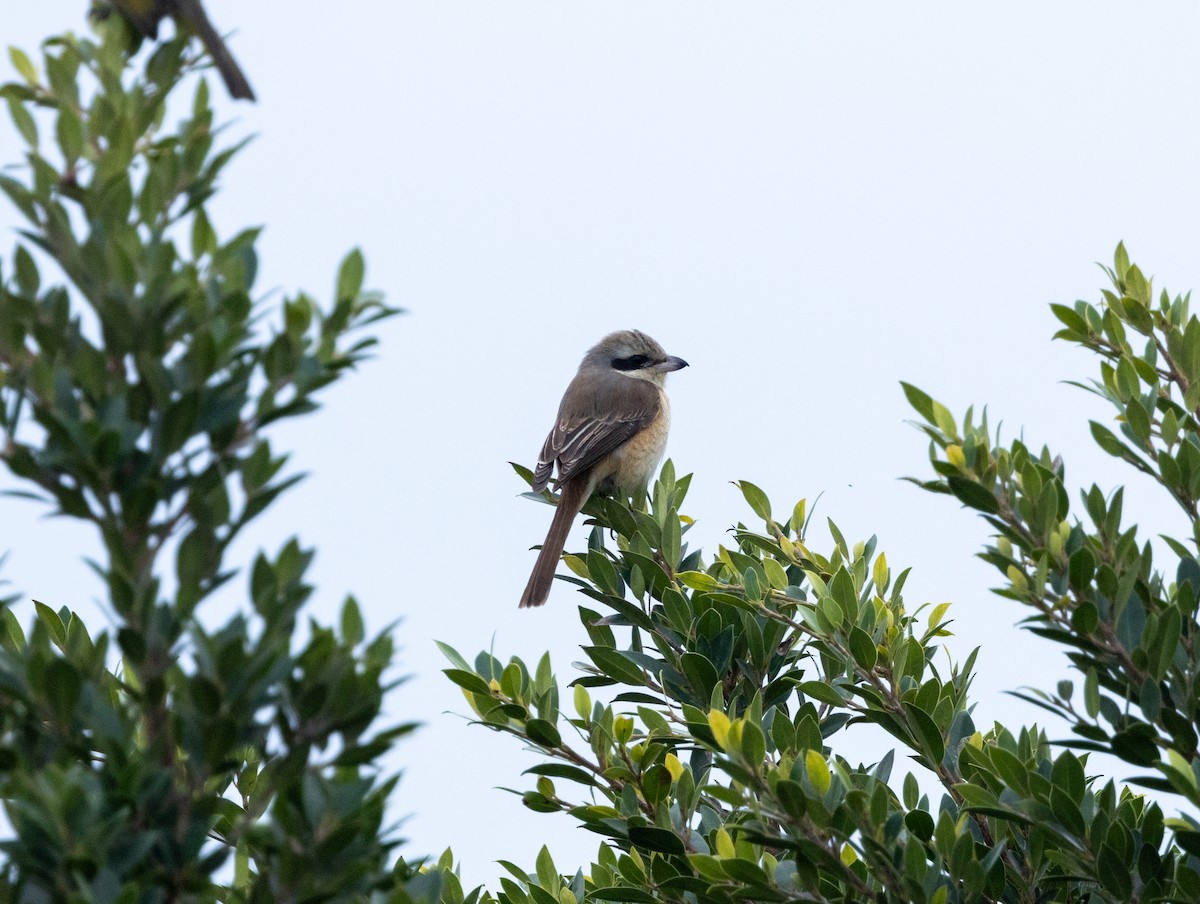 Brown Shrike - ML647883113