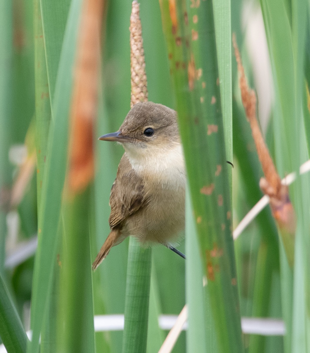 Australian Reed Warbler - ML647883122