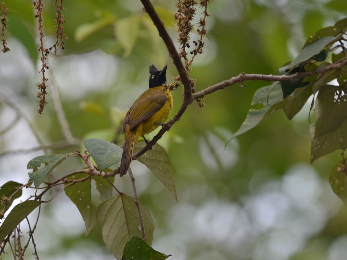 Black-crested Bulbul - ML647883124