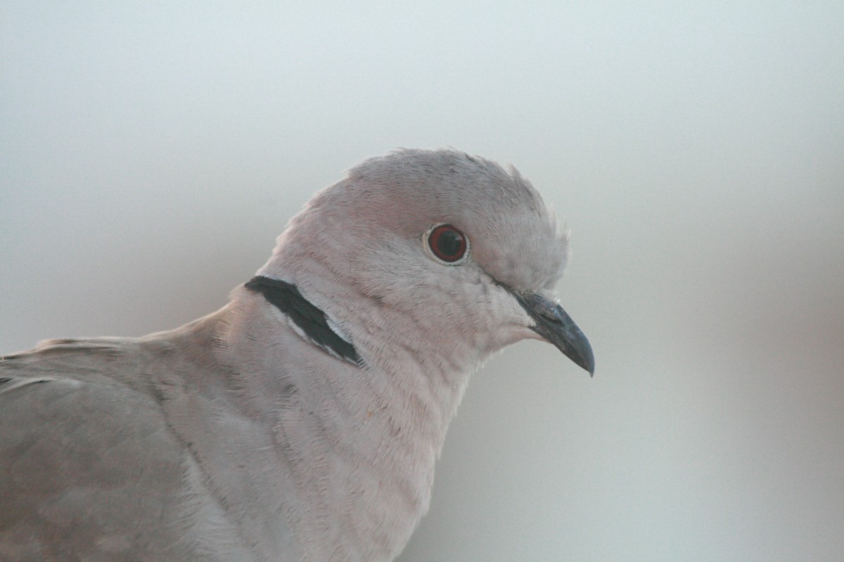 Eurasian Collared-Dove - ML647883127