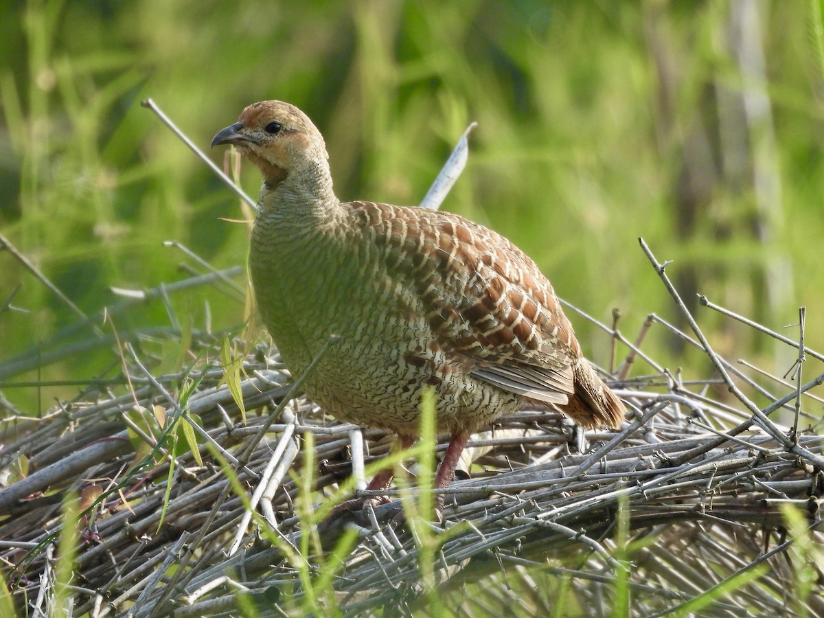 Gray Francolin - ML647883128