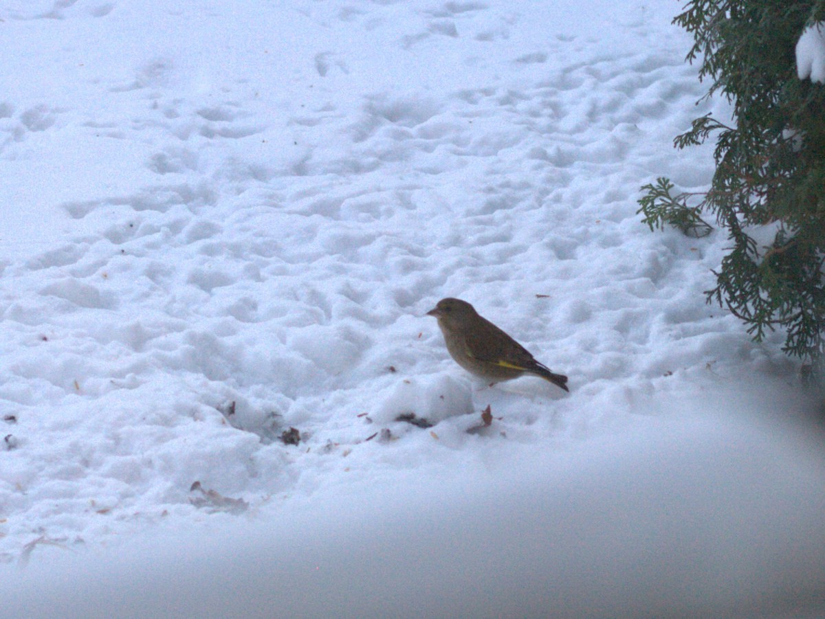 European Greenfinch - ML647883129