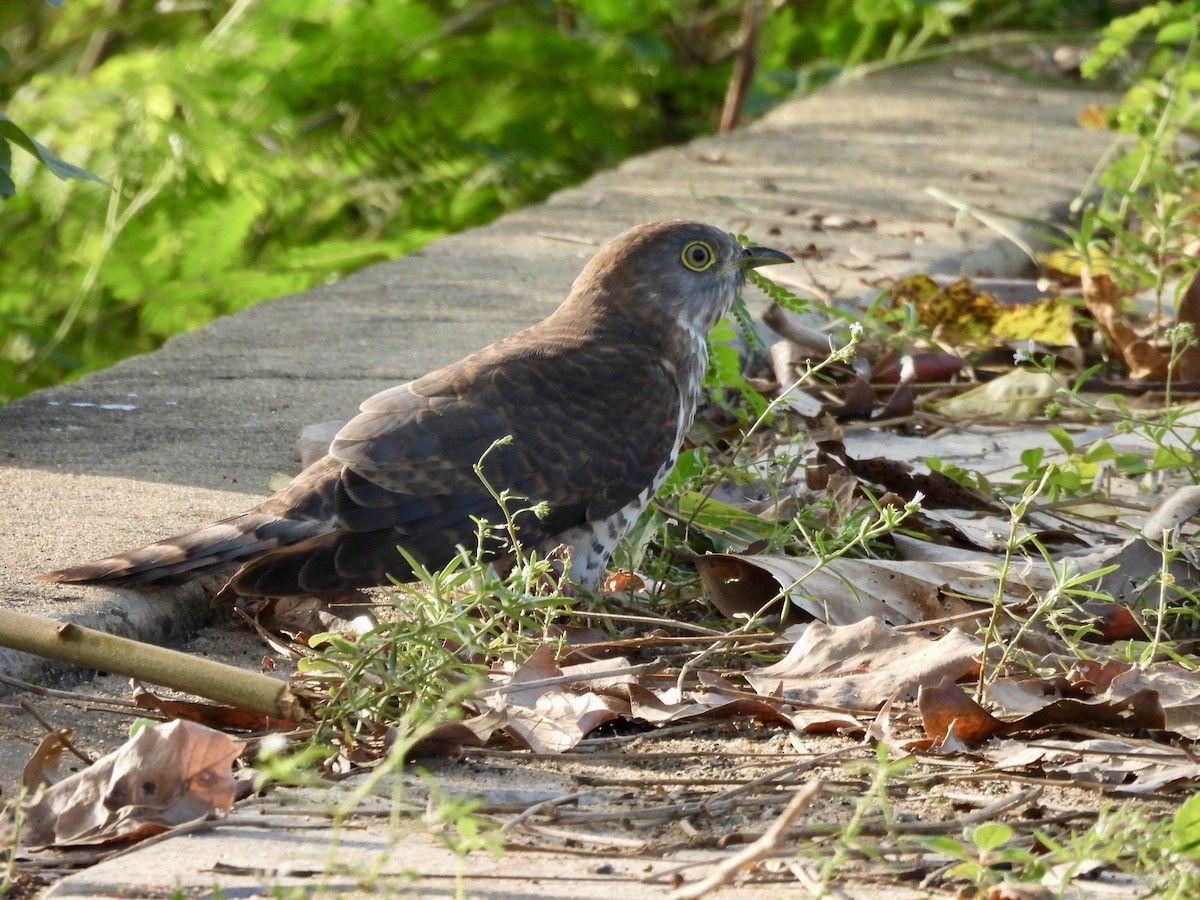 Common Hawk-Cuckoo - ML647883132