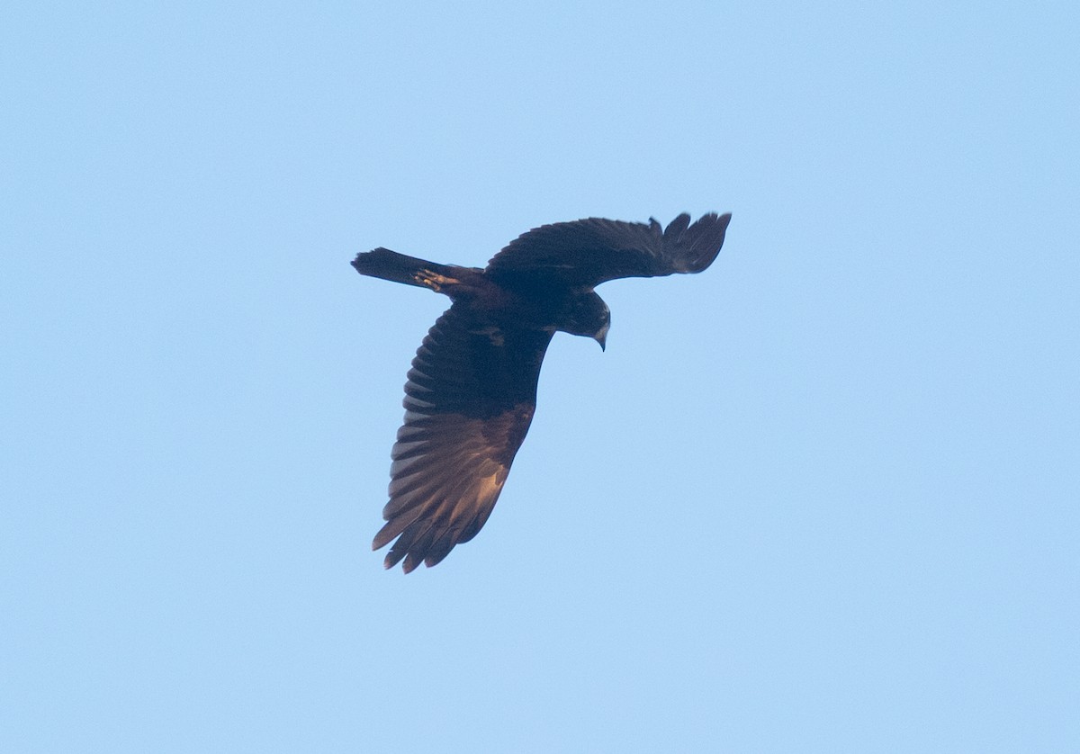 Western Marsh Harrier - ML647883133