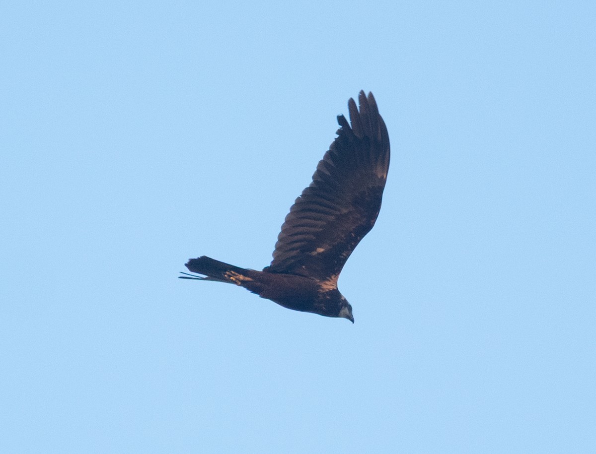 Western Marsh Harrier - ML647883134