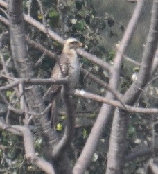 White-eyed Buzzard - ML647883135