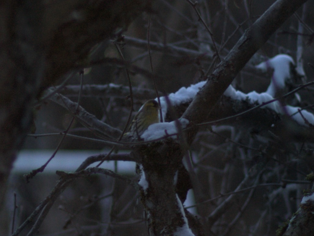 Eurasian Siskin - ML647883136