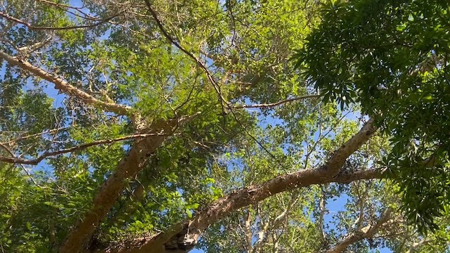 ミミジロゴシキドリ - ML647883137