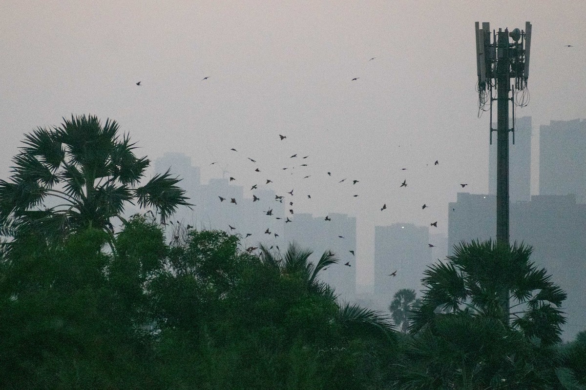 Asian Green Bee-eater - ML647883138
