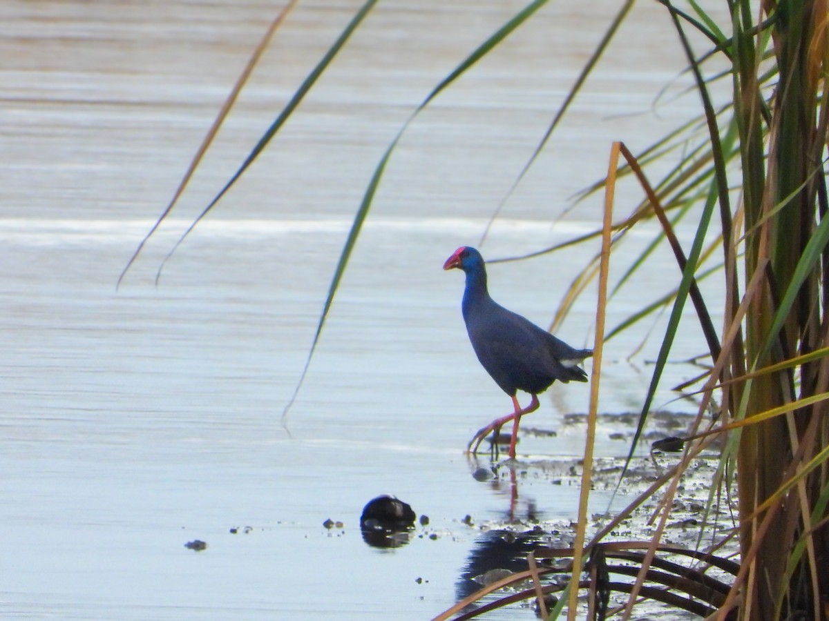 Western Swamphen - ML647883140