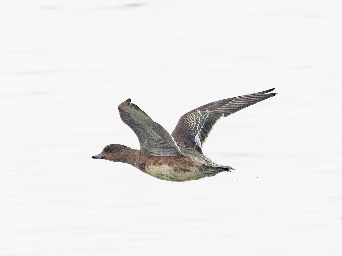 Eurasian Wigeon - ML647883141
