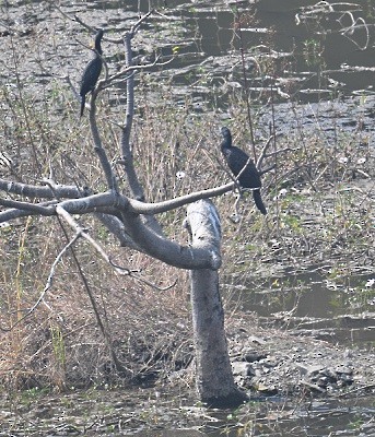 Indian Cormorant - ML647883142