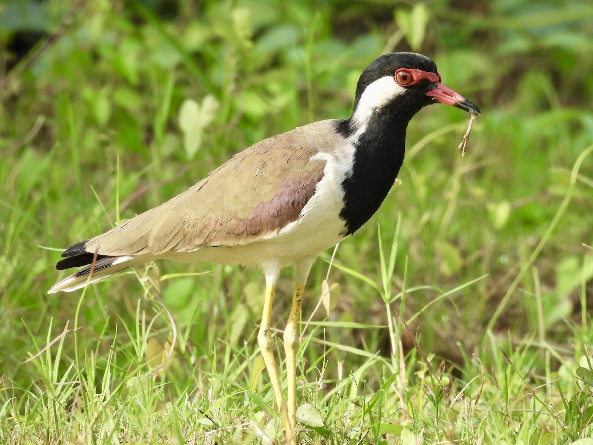 Red-wattled Lapwing - ML647883143