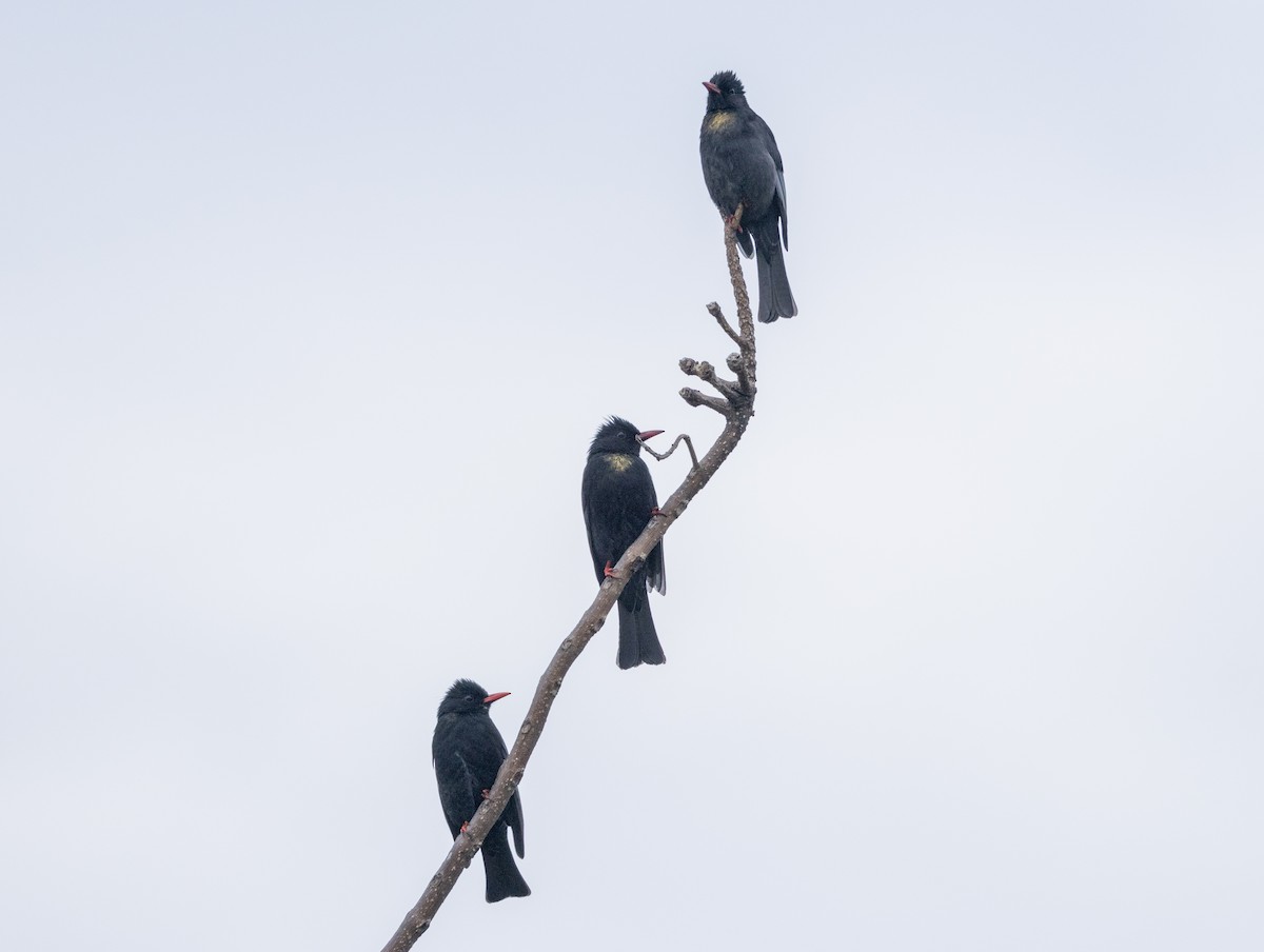 シロガシラクロヒヨドリ - ML647883145