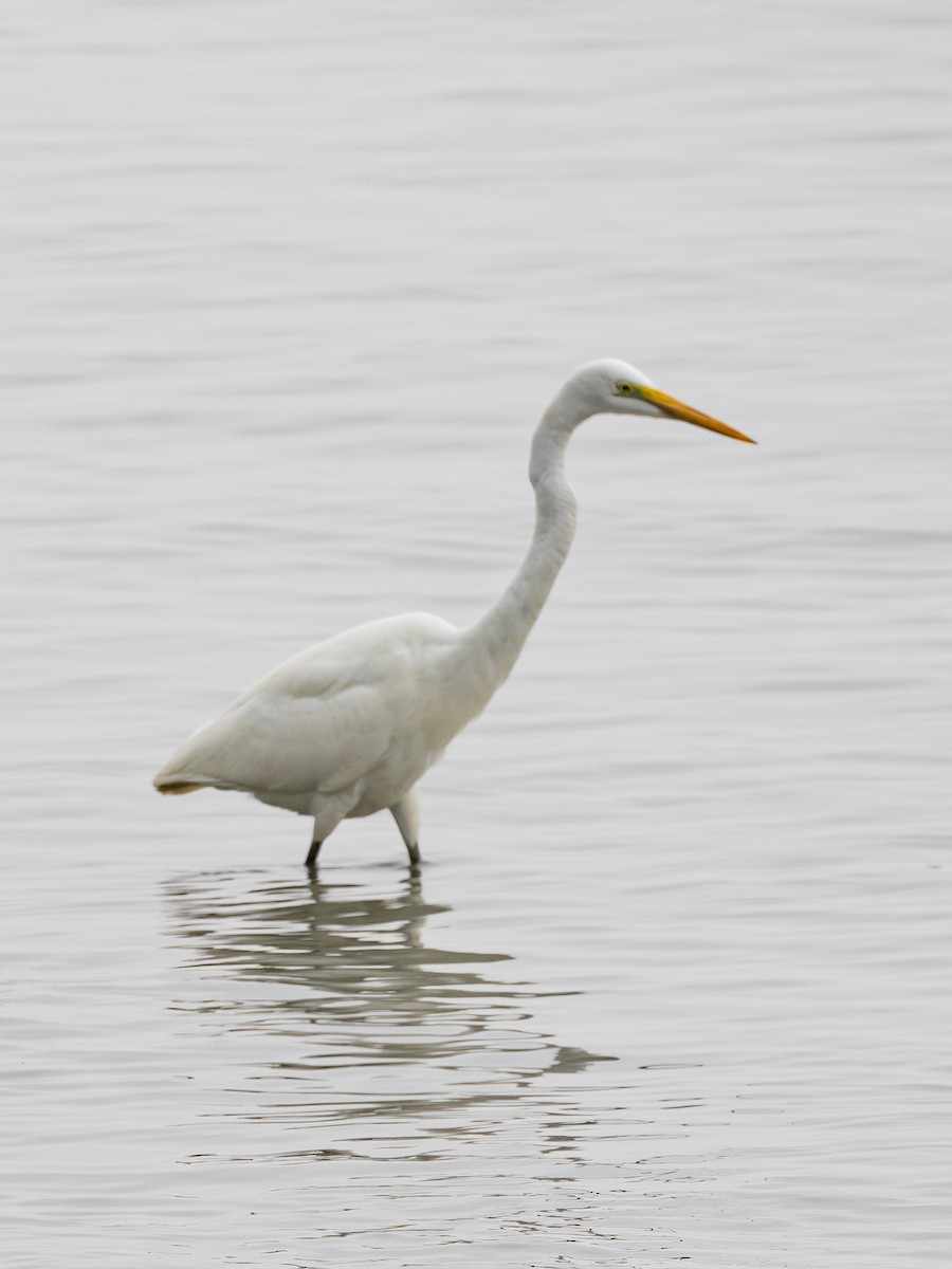 ダイサギ - ML647883146