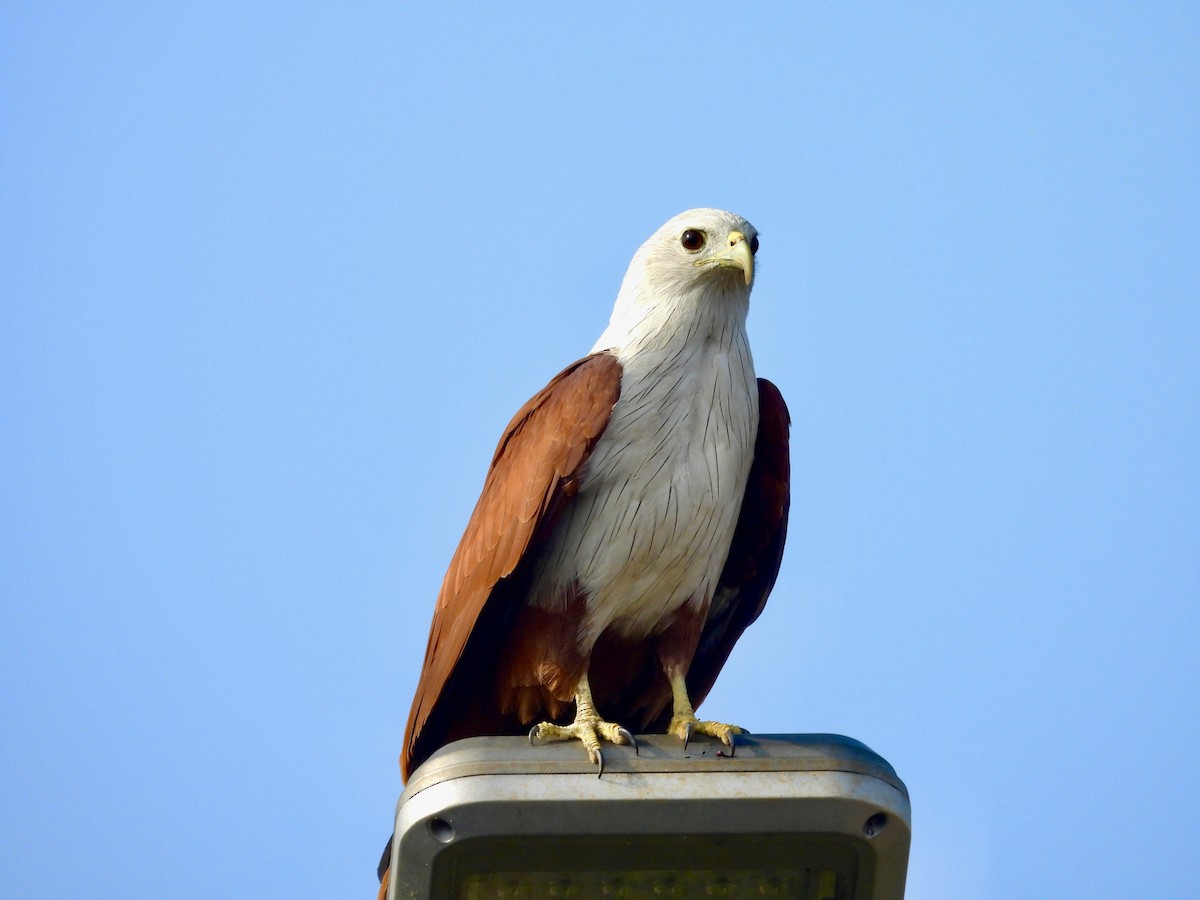 シロガシラトビ - ML647883147