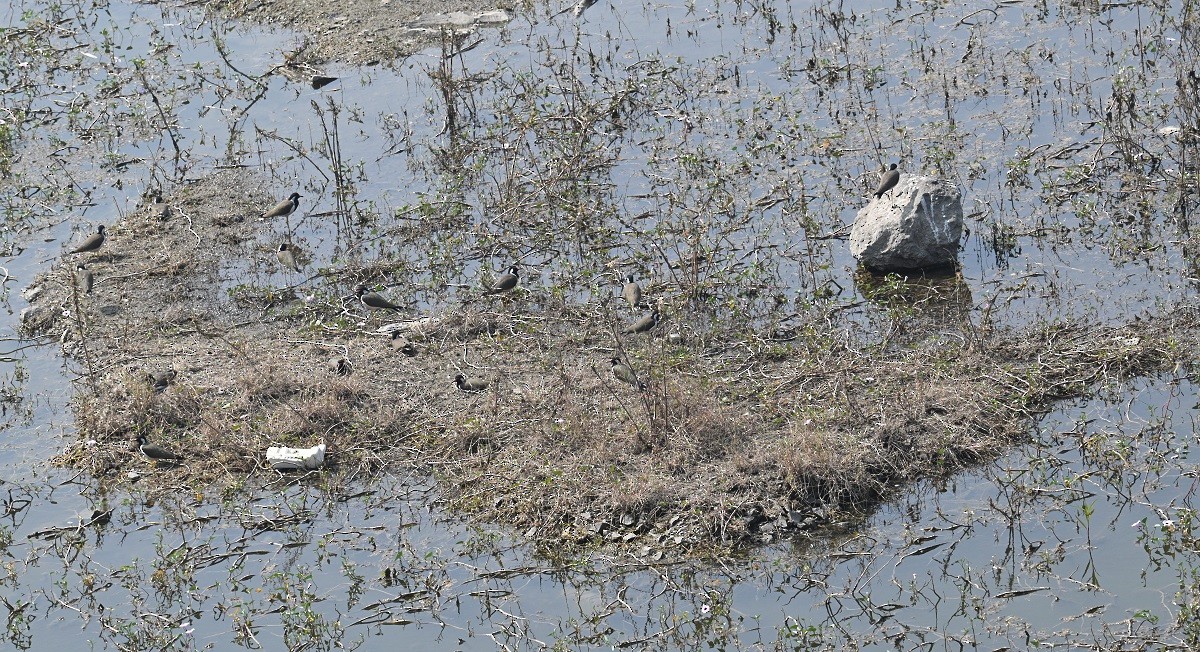 インドトサカゲリ - ML647883148