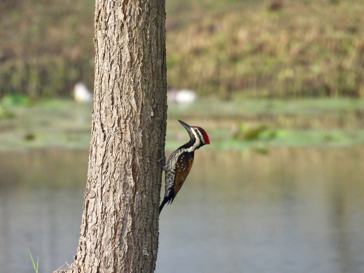 Black-rumped Flameback - ML647883149