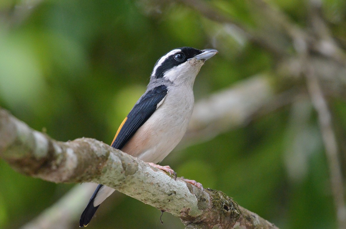 White-browed Shrike-Babbler (Blyth's) - ML647883150