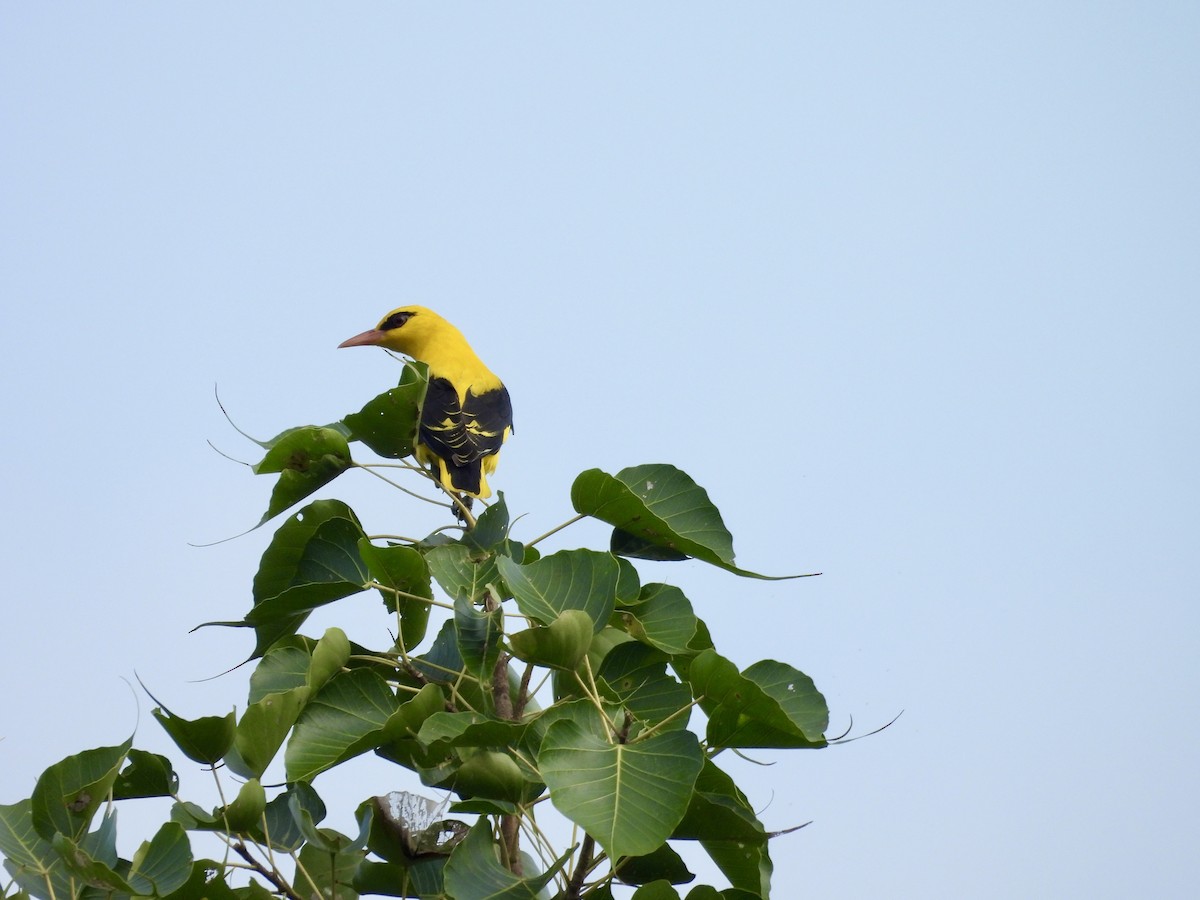 インドコウライウグイス - ML647883151