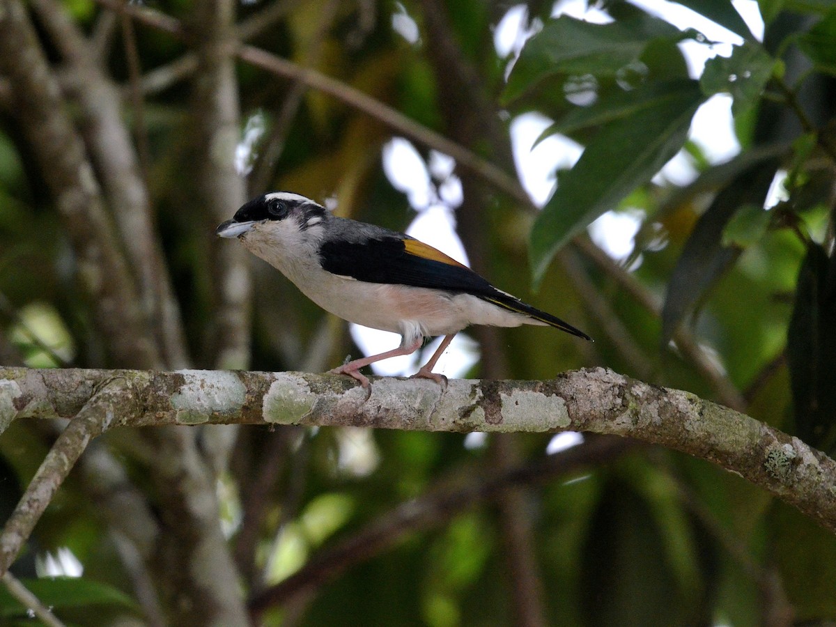 White-browed Shrike-Babbler (Blyth's) - ML647883152