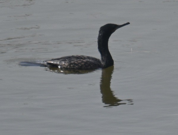 インドヒメウ - ML647883153