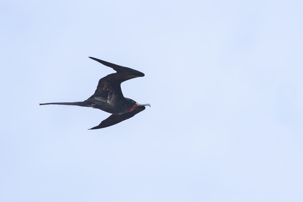 オオグンカンドリ - ML647883154