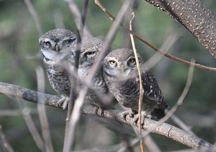 インドコキンメフクロウ - ML647883155