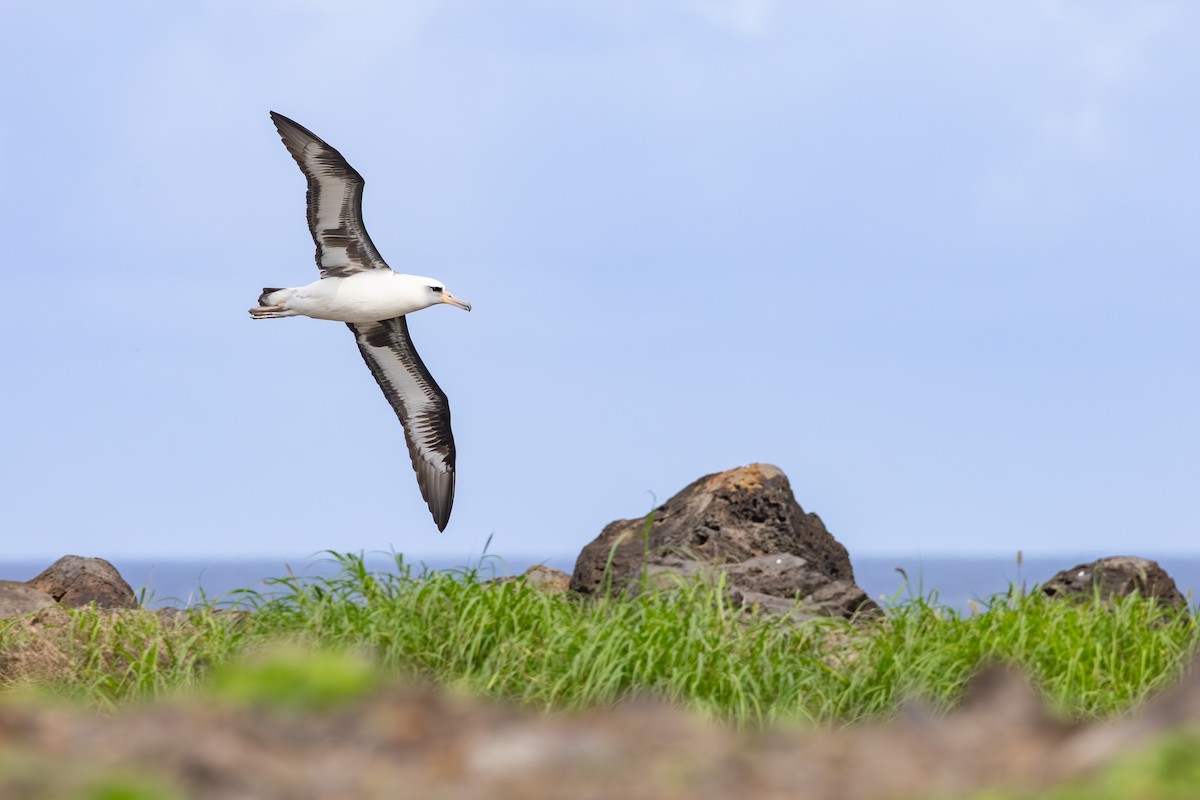 Laysango albatrosa - ML647883159