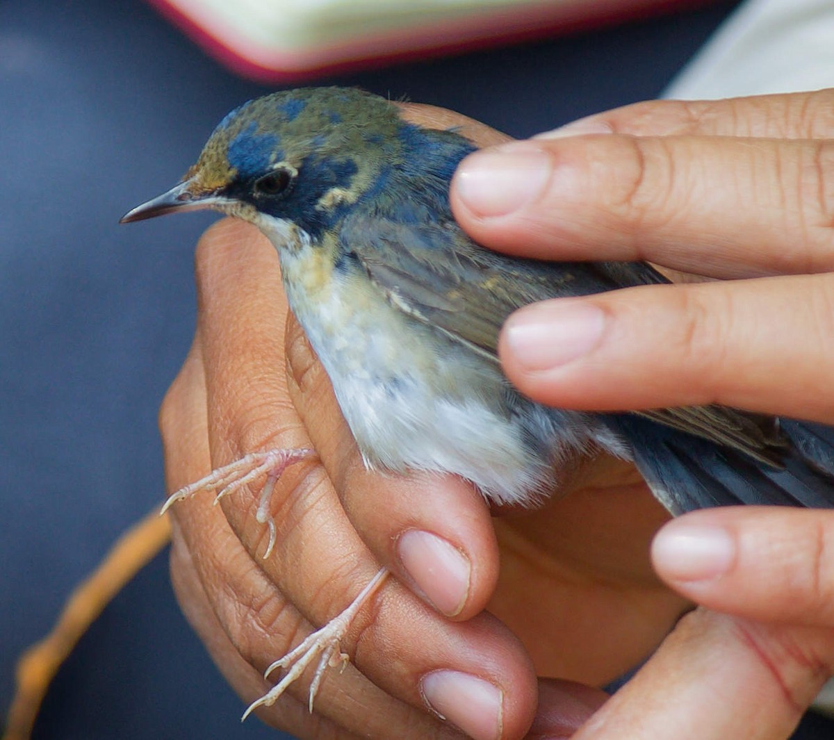 コルリ - ML647883160