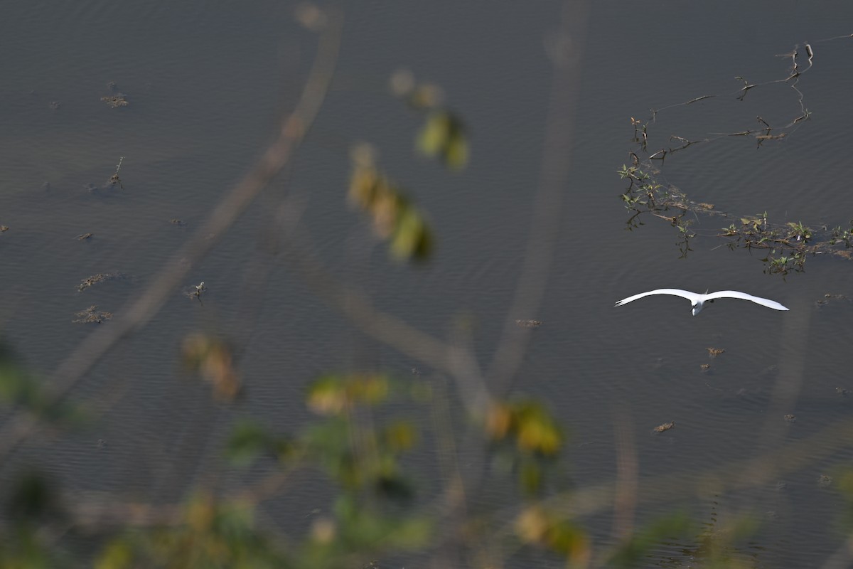 コサギ - ML647883161