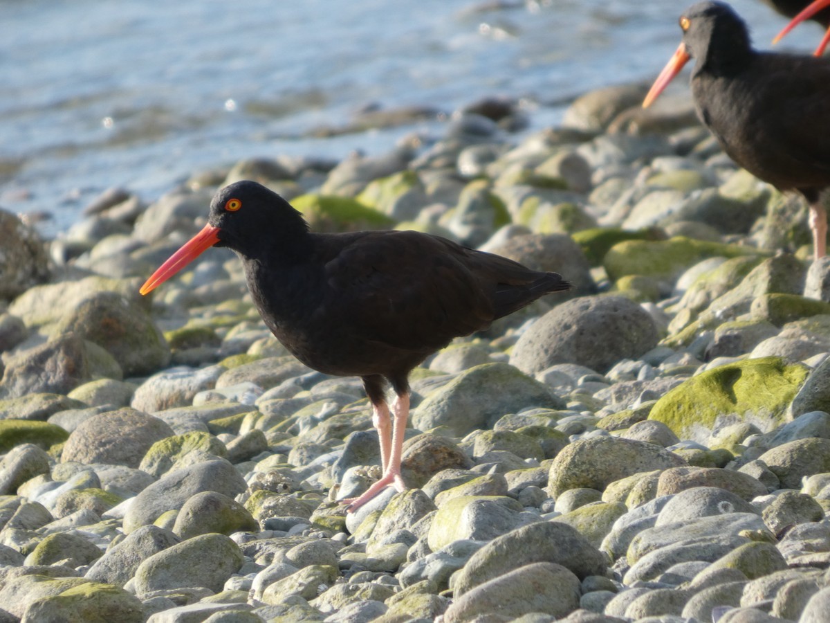 クロミヤコドリ - ML647883167