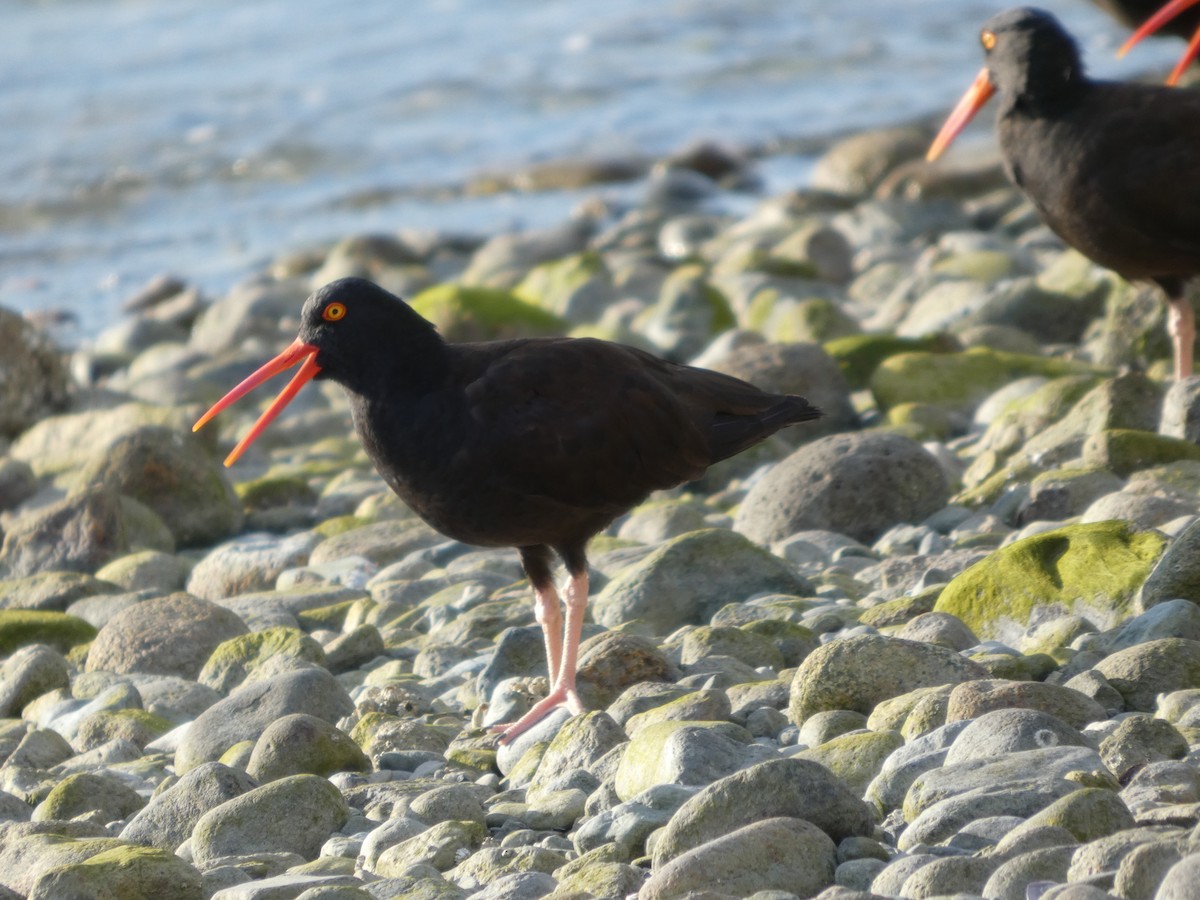 クロミヤコドリ - ML647883169