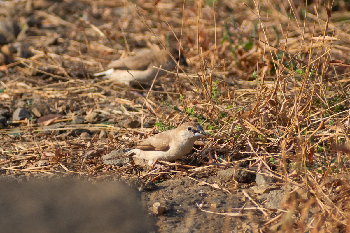 ギンバシ - ML647883170