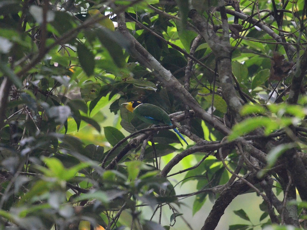 オナガヒロハシ - ML647883171