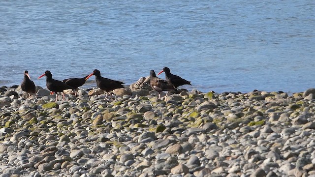 クロミヤコドリ - ML647883172