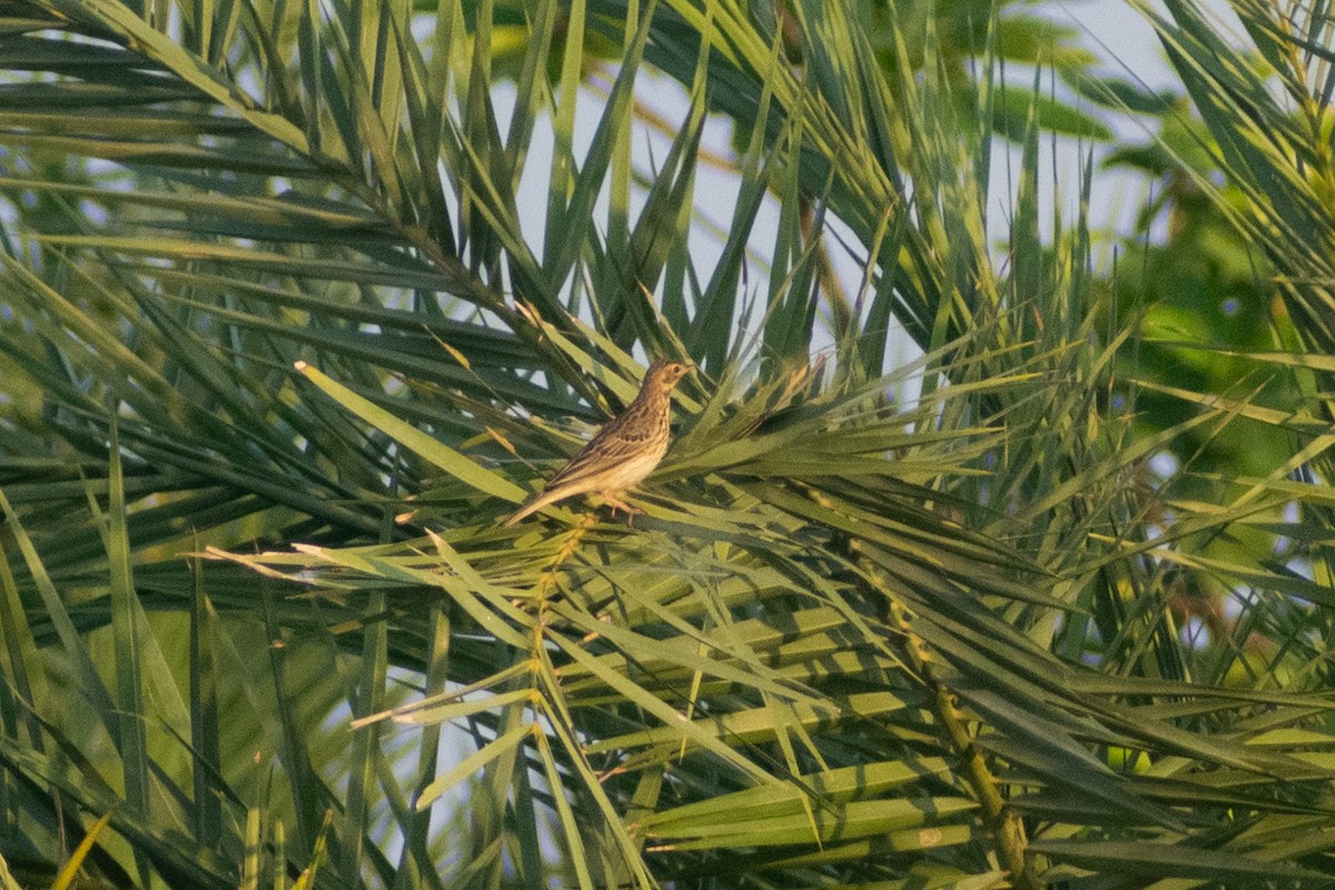 ヨーロッパビンズイ - ML647883173